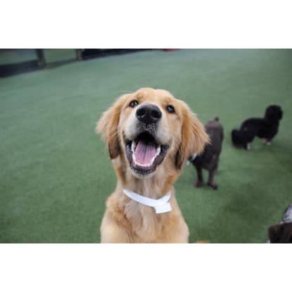 Thriving Doggy Day care business for sale.