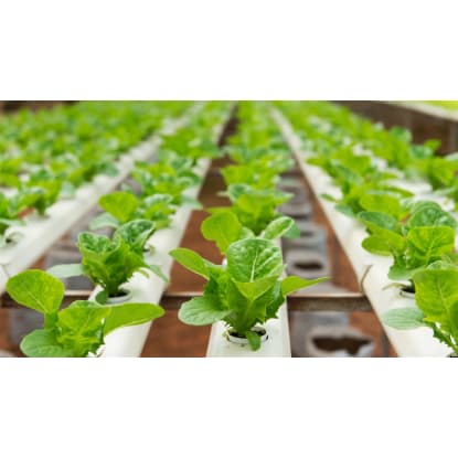 Longstanding & Scalable Fish & Vegetable Production Wholesaler and Restaurant