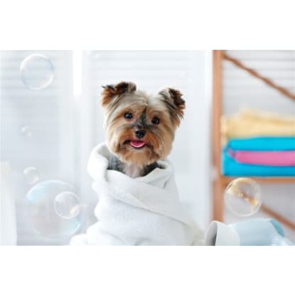 Charming Pet Shop in Melbournes Eastern Suburb  Ref: 17157