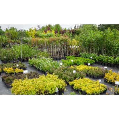CALLING ALL PLANT CONNOISSEURS - A GRADE NURSERY