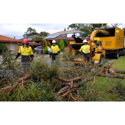 Jim's Tree lopping.