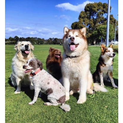 Puppy and Dog Training School