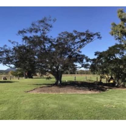 ​Tree Care - Arborist business