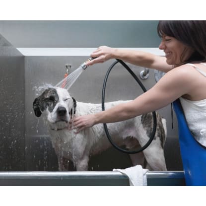 Pet grooming and Doggy daycare business - Sydney, strong team and profitable