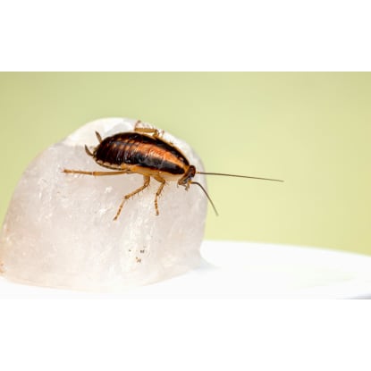 Bespoke Pest Control Business  Victorian High Country (North-East Victoria)