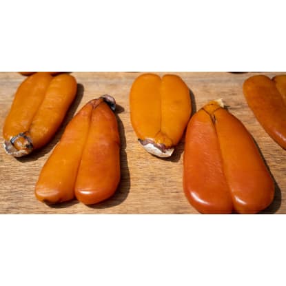 Karasumi – Production/Wholesale/Export