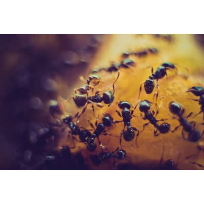 Pest Control Business - Launceston TAS