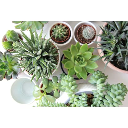 Garden Supplies & Nursery