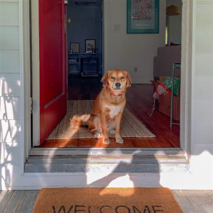 Pet Doors – Supply & Install – Highly Profitable