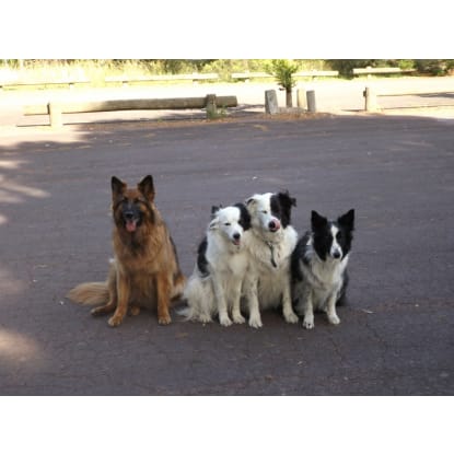 Melbourne’s Go-To Dog Training Business PF1536