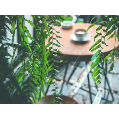 A Unique Lifestyle Cafe Opportunity in Robina