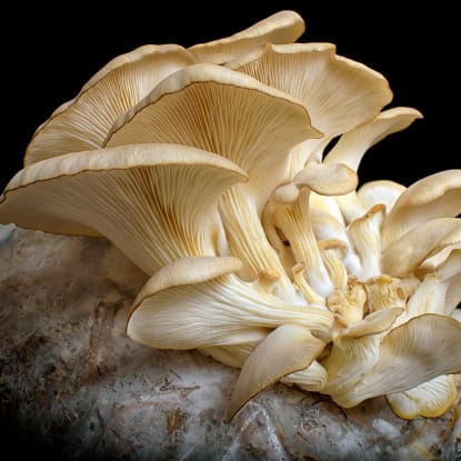Coming Soon - Indoor Mushroom Farm - Booming Industry
