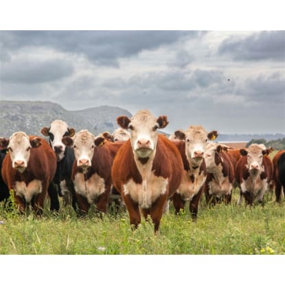 Australia's Progressive & Innovative Meat Exporters - 5875