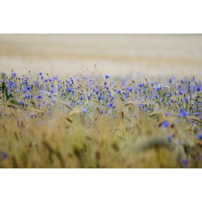 Biosecurity Risk Mitigation Service Provider in an Essential Agricultural Sector (GLJ2519)