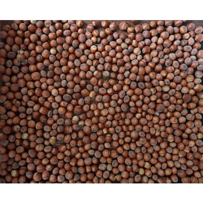 Sustainable Hazelnut & Agritourism Business Opportunity