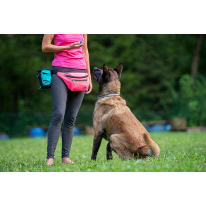 Melbourne’s Go-To Dog Training Business PF1536