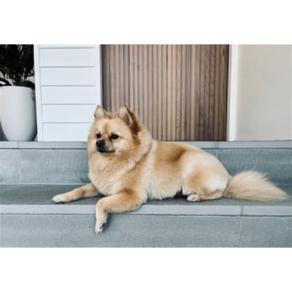 Established Boutique Dog Grooming Business with Growth Potential