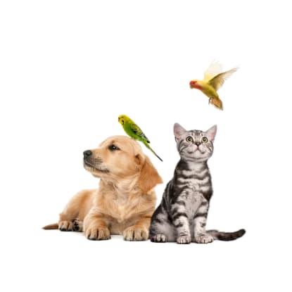 Dog Grooming & Pet Supplies