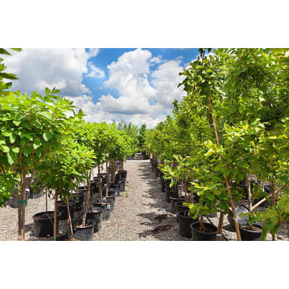 WELL ESTABLISHED METRO NURSERY BUSINESS