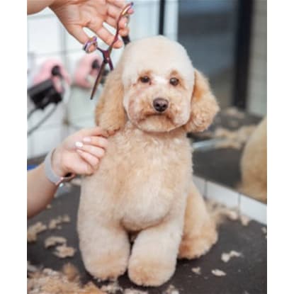 Dog Grooming & Pet Supplies