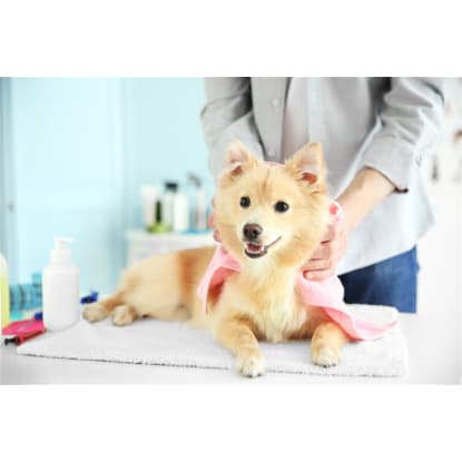 Well Equipped Pet Grooming Business with Cheap Rent - Ref: 16365