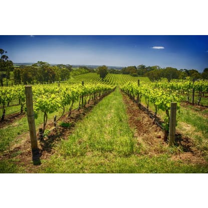 Established SA Wine Tour Operator: 25+ Years, Branded Fleet & Growth Potential