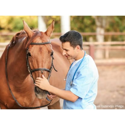 Premium Equine Genetics Import Business – VIC