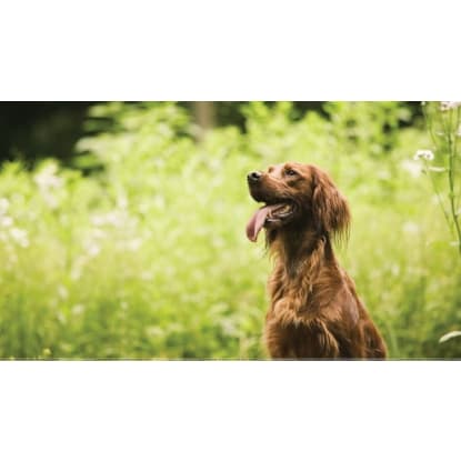 Pet Boarding Kennels No Dog Limits Business RS1586