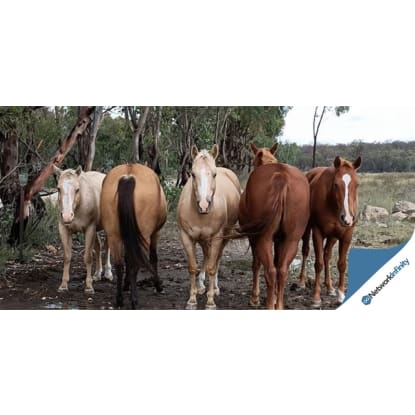 Established Saddlery Retail Business Regional Icon | Freehold Option Available