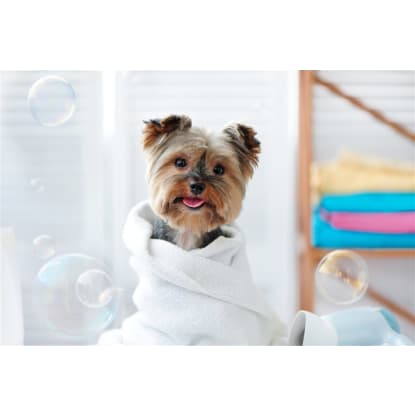 Mobile Dog Wash Franchise with Loyal Client Base - Ref: 10462