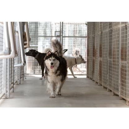 Pet Boarding Kennels No Dog Limits Business RS1586