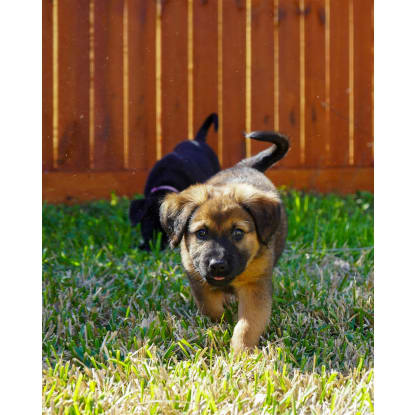 Profitable Puppy Breeding Business - waitlist to 2028