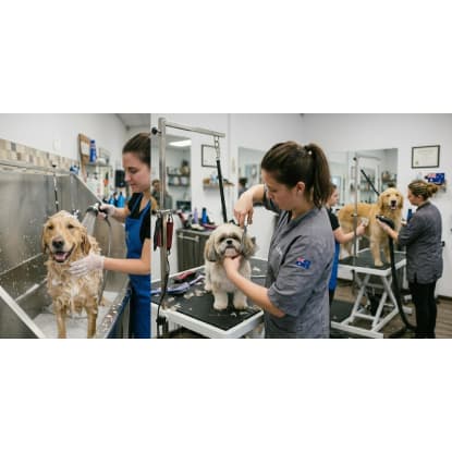 Premium Inner-City Dog Daycare & Grooming Business | Loyal Client Base | Major Growth Potential