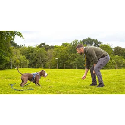 Bark Busters Dog Training Franchise