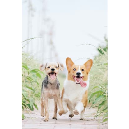 Legacy Brand/ Premium Natural Animal Health & Skincare Brand