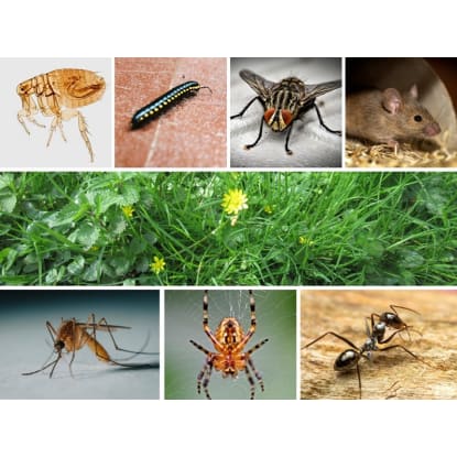 Pest and weed service with established clientele