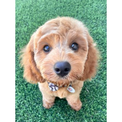 Profitable Dog Breeding Business | Waitlist to 2028