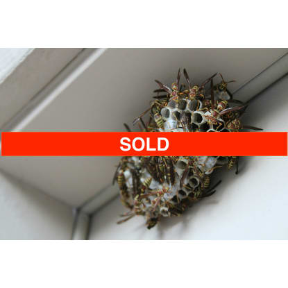 SOLD Carpet Cleaning & Pest Control Business Chermside QLD
