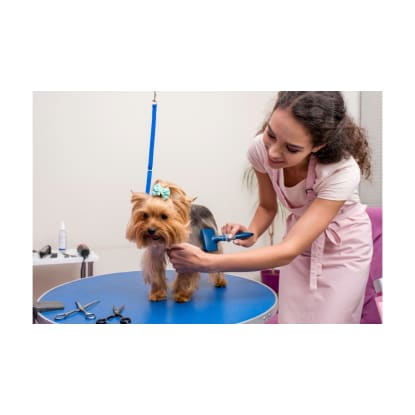Modern, Newly Renovated Pet Grooming Salon  Fast-Growing, Sutherland Shire