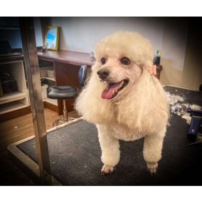 DOG GROOMING BUSINESS