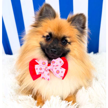 Luxury Dog Grooming Salon and Dog Daycare Centre – Camden, NSW