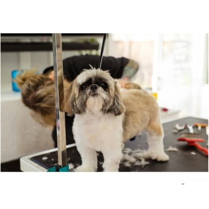 PRICE REDUCED Mobile Dog Wash & Grooming Brisbane Northside