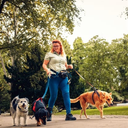 Coming Soon - Lifestyle Dog Walking Business