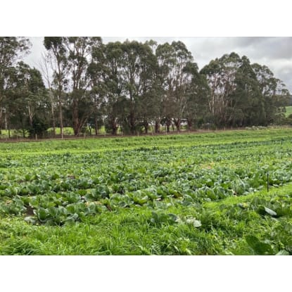 Established Organic Farm Southwest Victoria (IWF2429)