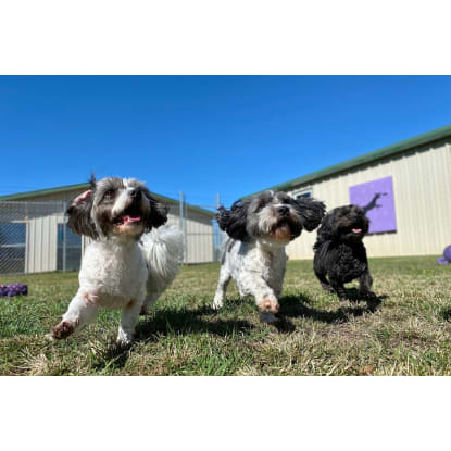 Canineology Centre | Established Doggy Day Care, Dog Grooming & Pet Transport Business - For Sale...