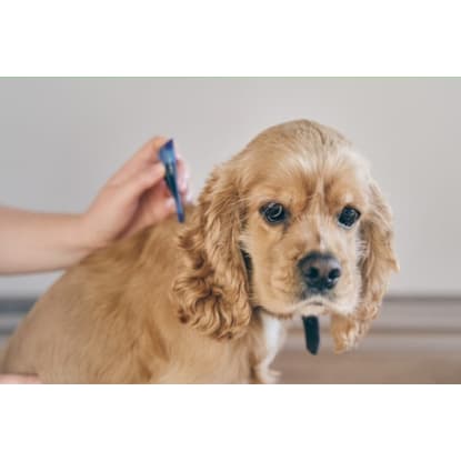 Online Pet Product Wholesaler/Distributor and Supplier #438