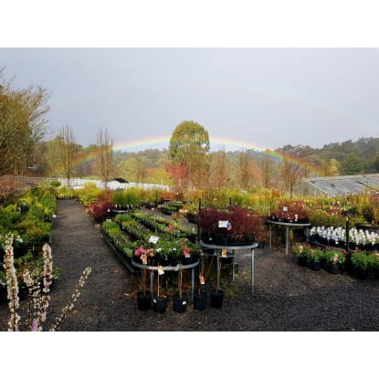 Established Retail Nursery – Emerald | Tree Change Opportunity