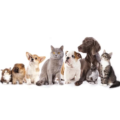 "SPECIALIST PET WELLNESS & NATURAL NUTRITION BUSINESS ESTABLISHED BRAND WITH EXCITING GROWTH POTE...