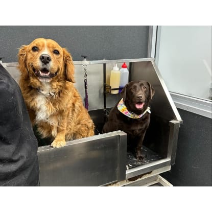 Dog Grooming Salon and Pet Supplies Store – Windradyne, NSW