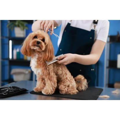 Established Dog Grooming Salon | $2,600 PW Takings | Only 4 Days